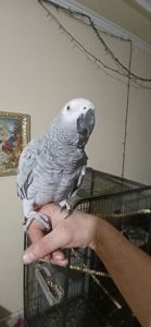 Жако червонохвостий