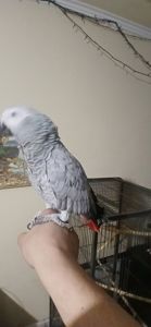 Жако червонохвостий