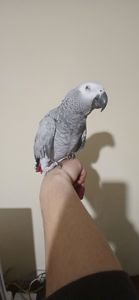 Жако червонохвостий