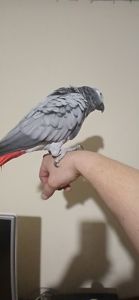 Жако червонохвостий