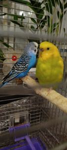 Продам говорящего хвилястого папугу!