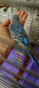 Продам говорящего хвилястого папугу!