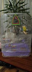 Продам говорящего хвилястого папугу!