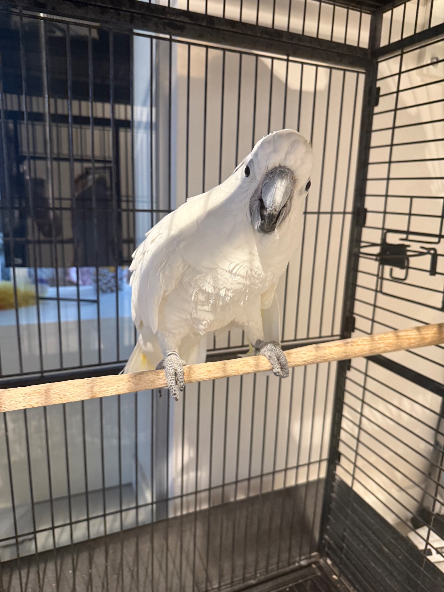 Папуга какаду