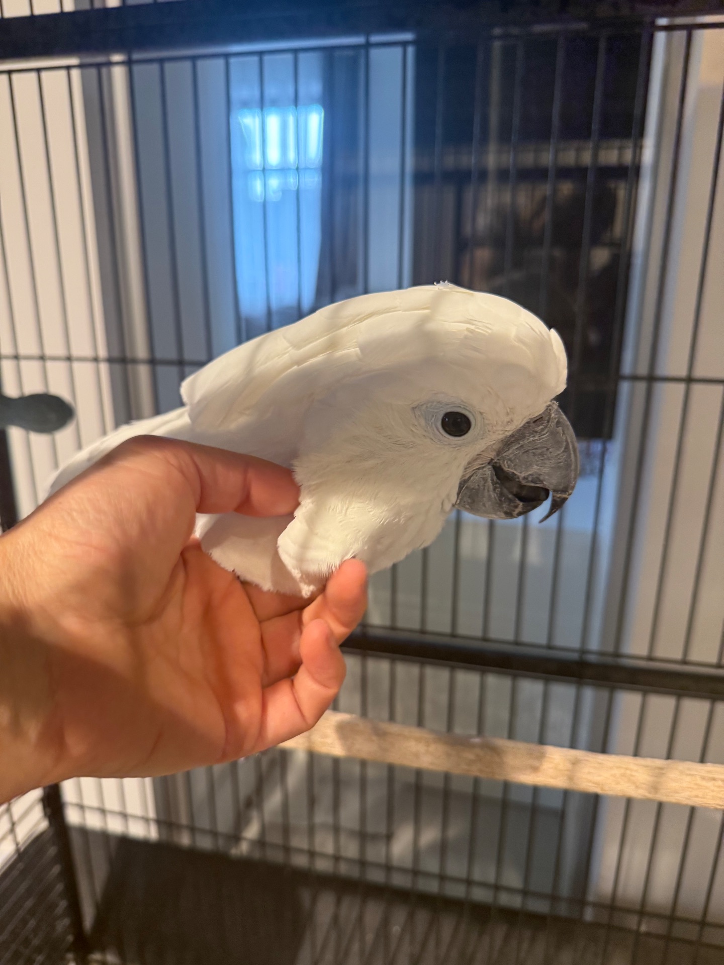 Папуга какаду