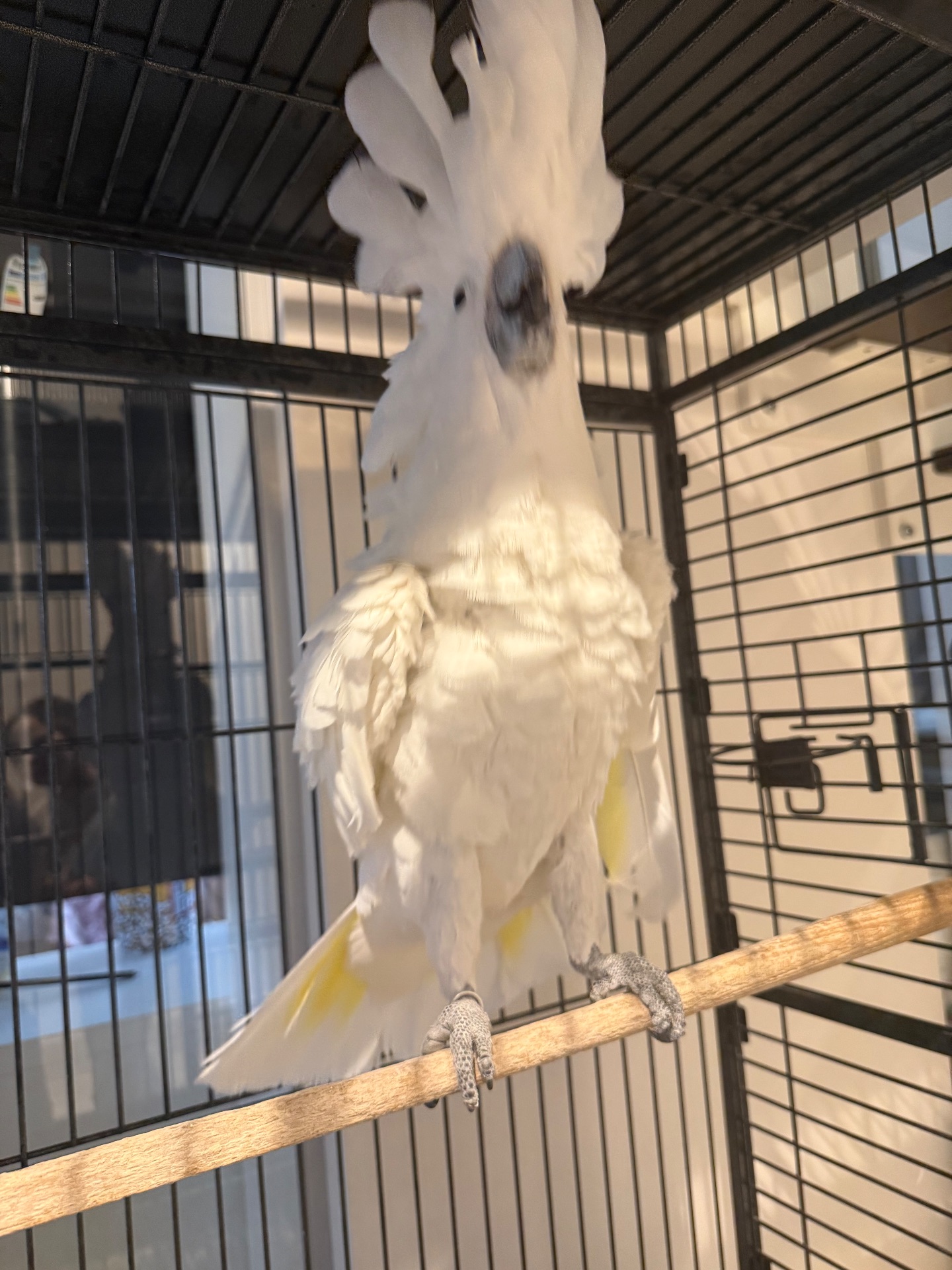 Папуга какаду