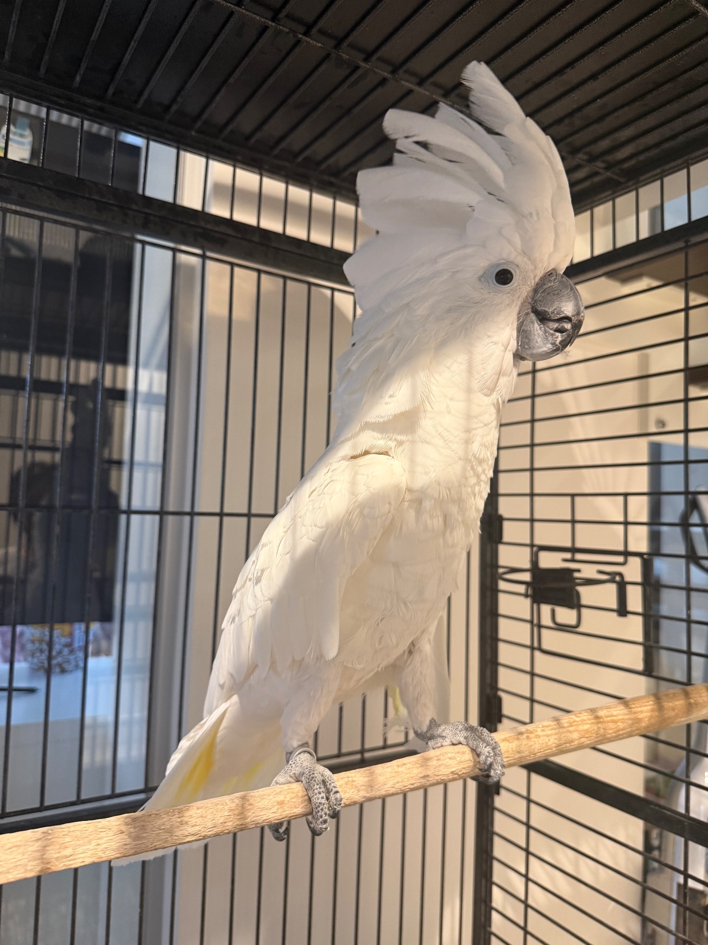 Папуга какаду