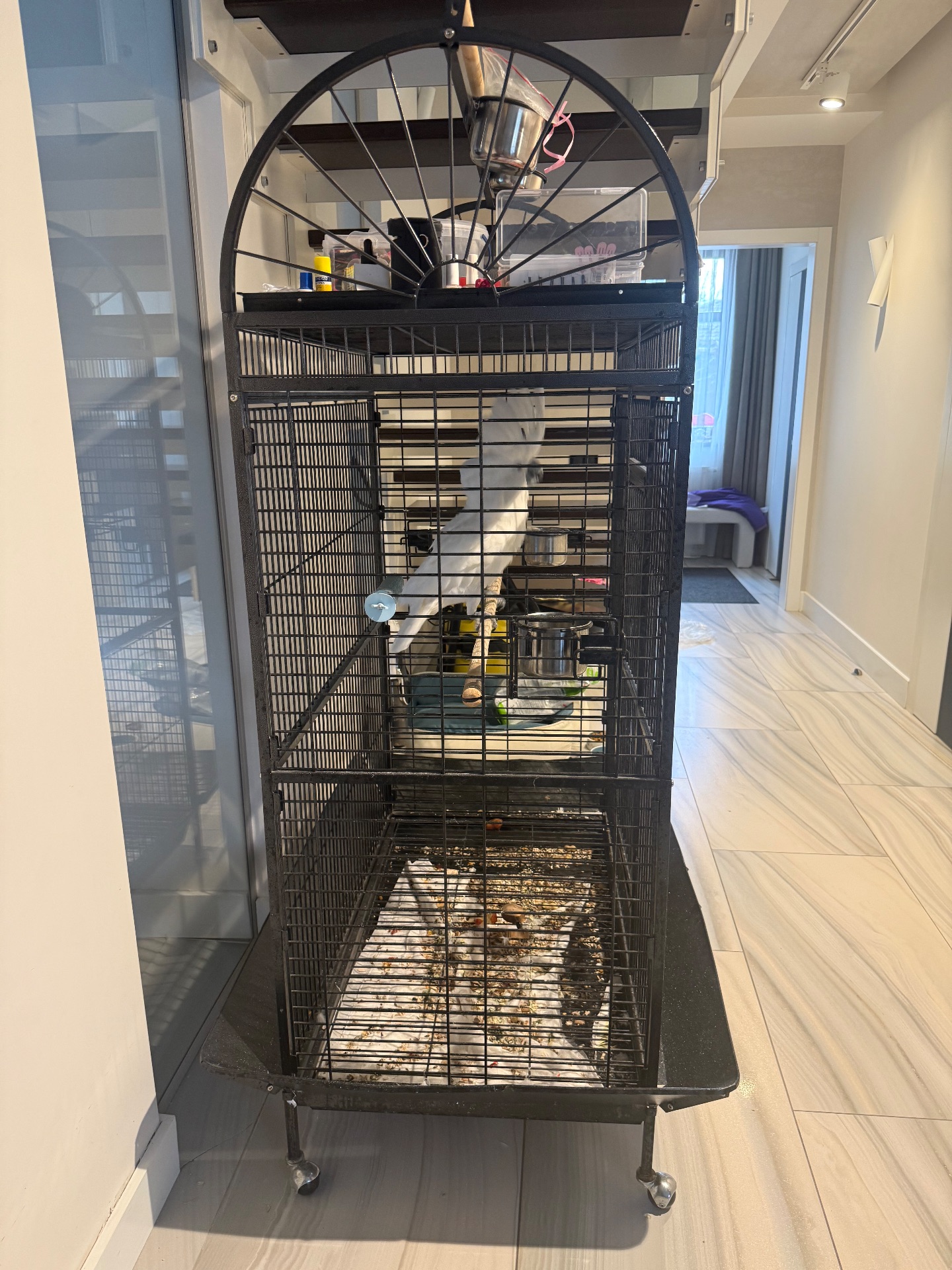 Папуга какаду