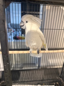 Папуга какаду