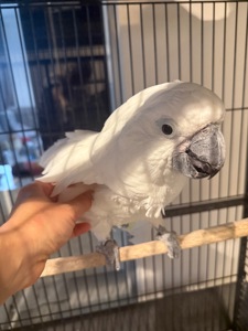 Папуга какаду