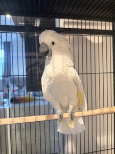 Папуга какаду