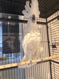 Папуга какаду