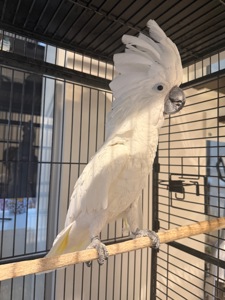 Папуга какаду