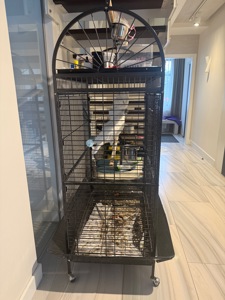 Папуга какаду