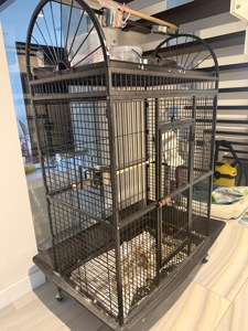 Папуга какаду