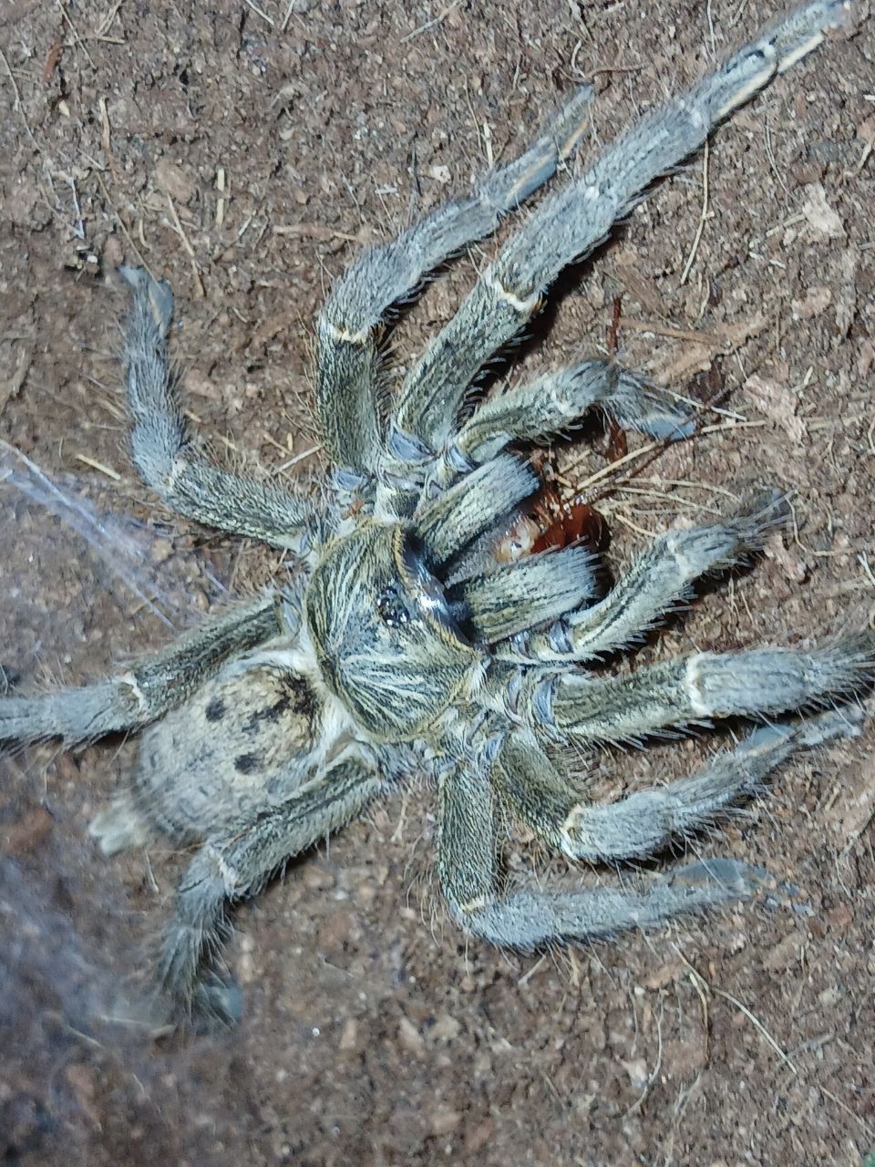 Pterinochilus lugardi