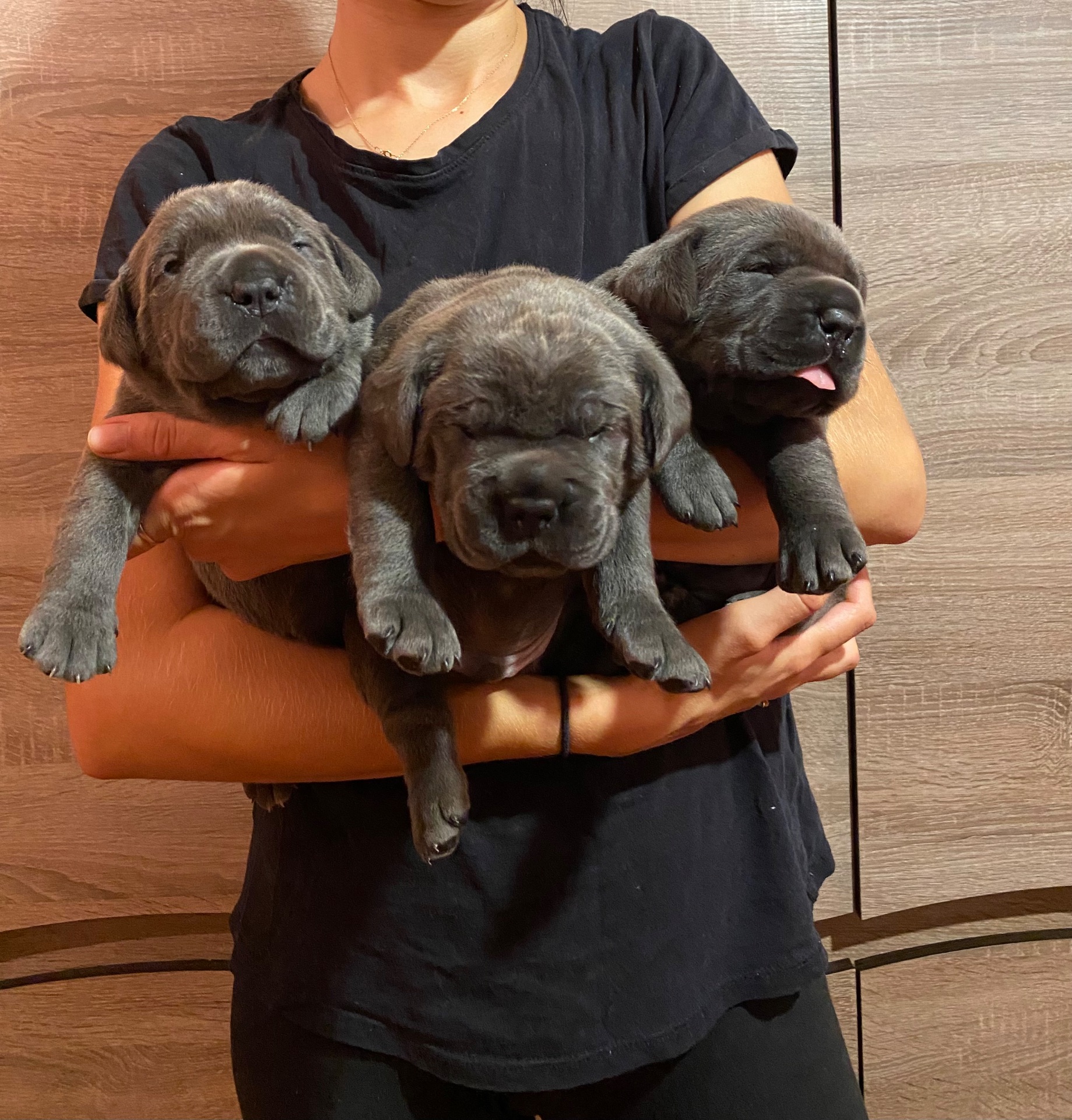 Цуценята Кане корсо