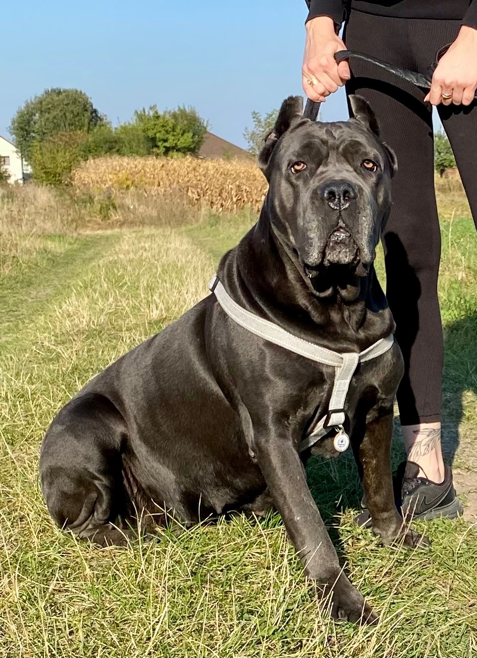 Цуценята Кане корсо