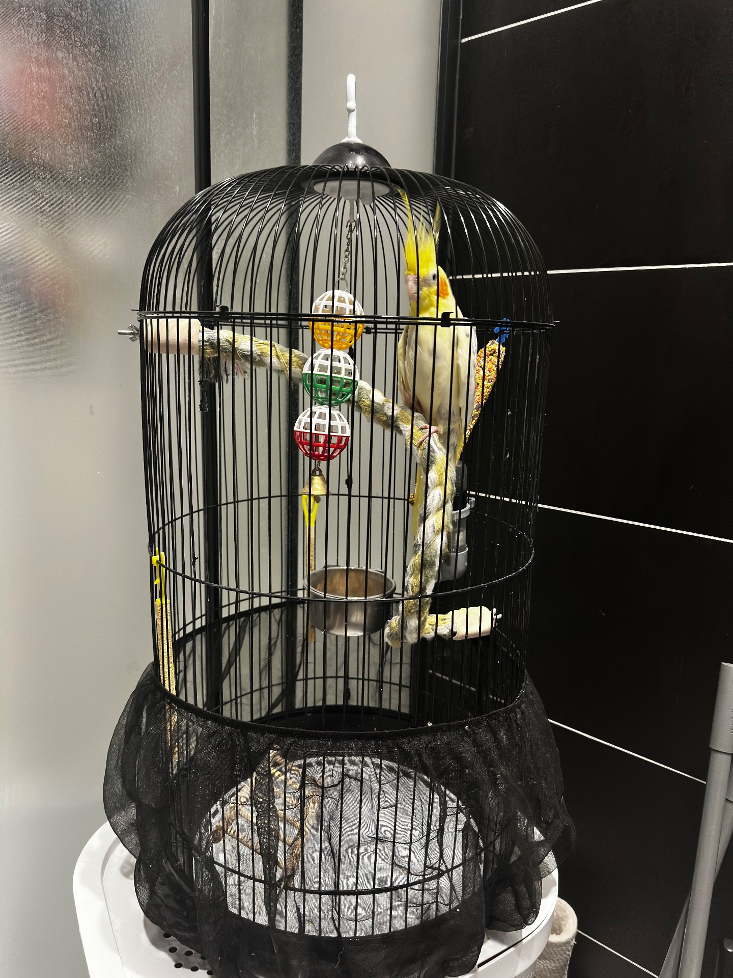 Ожерелова корелла з кліткою