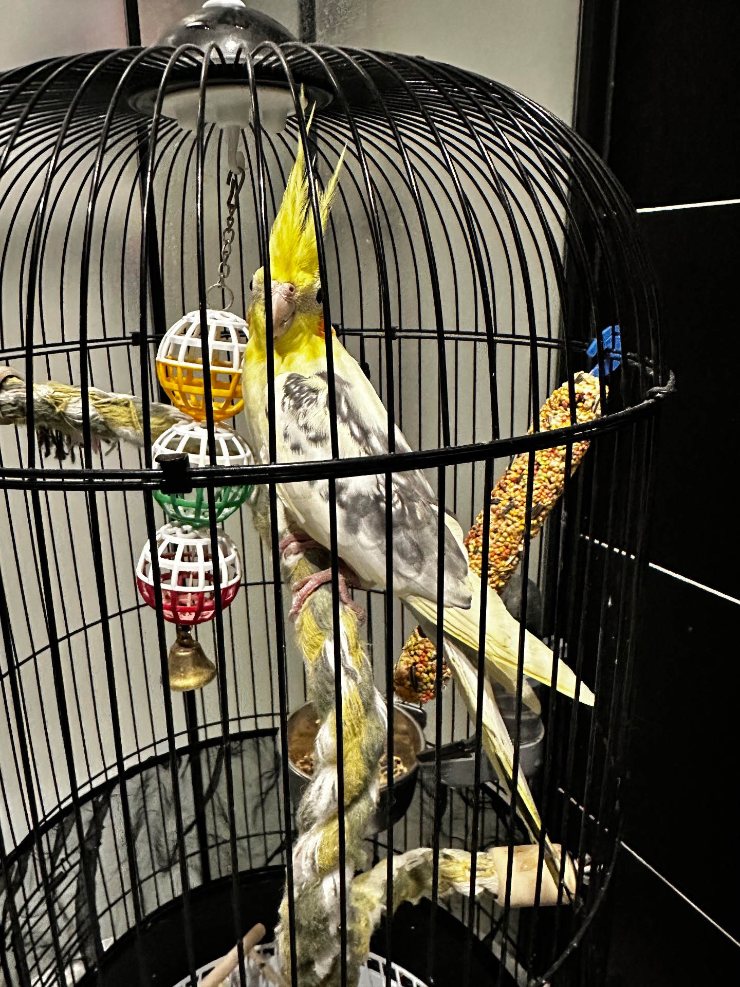 Ожерелова корелла з кліткою