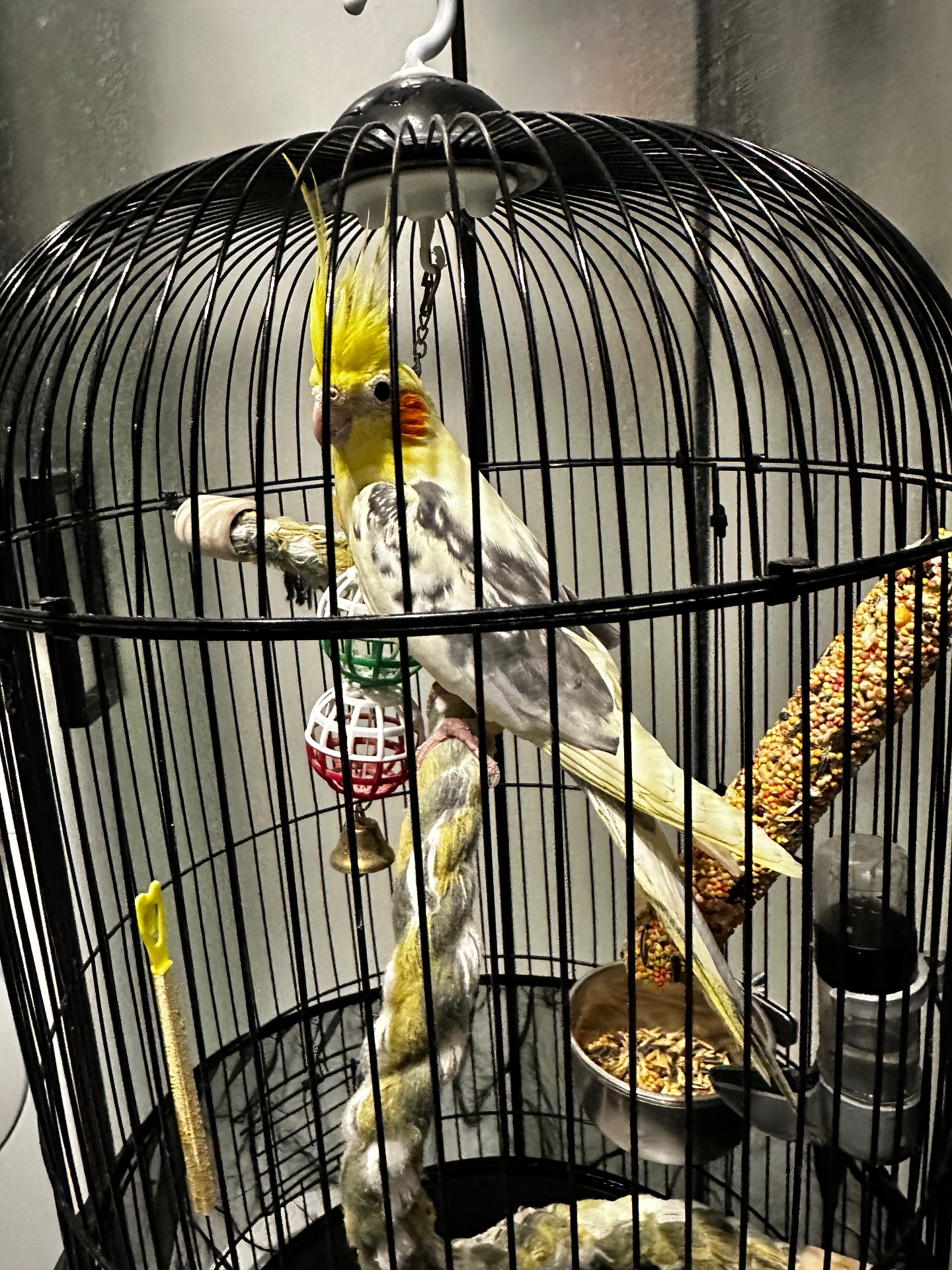 Ожерелова корелла з кліткою