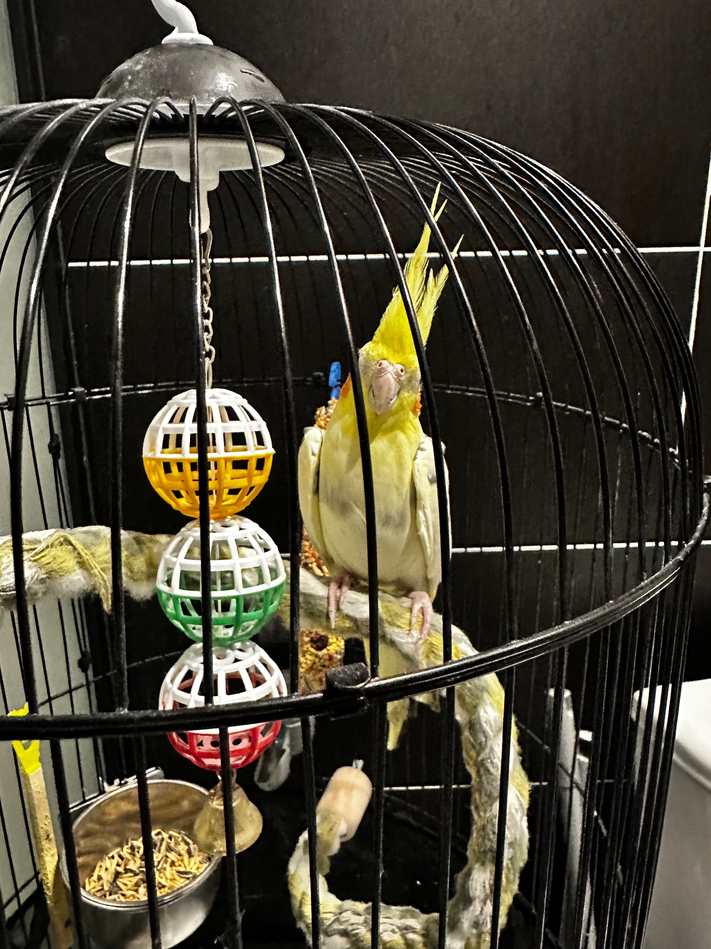 Ожерелова корелла з кліткою