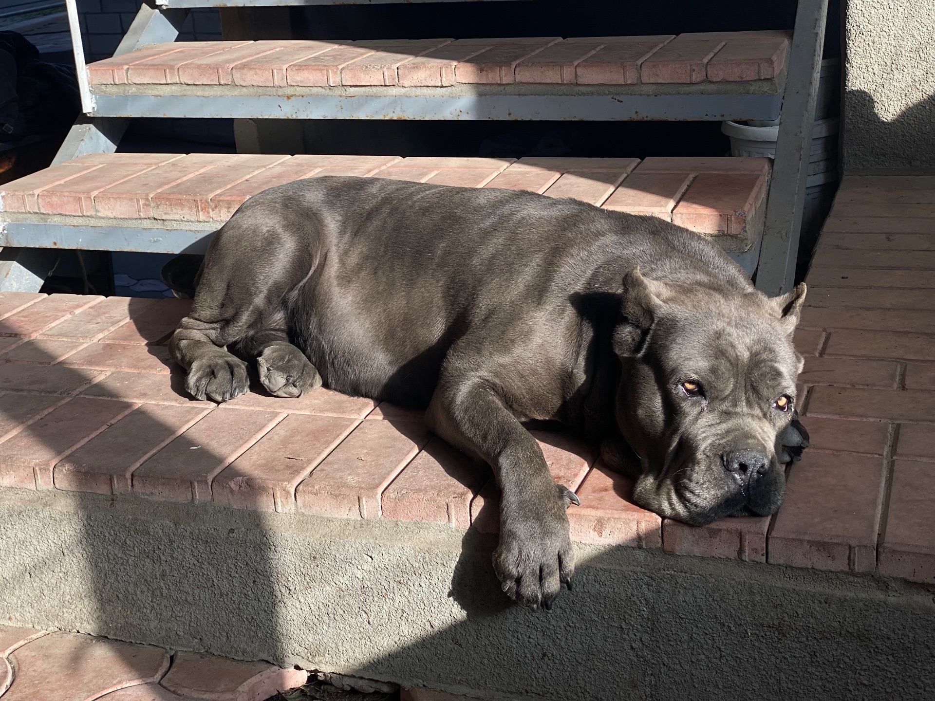 Цуценята Кане корсо