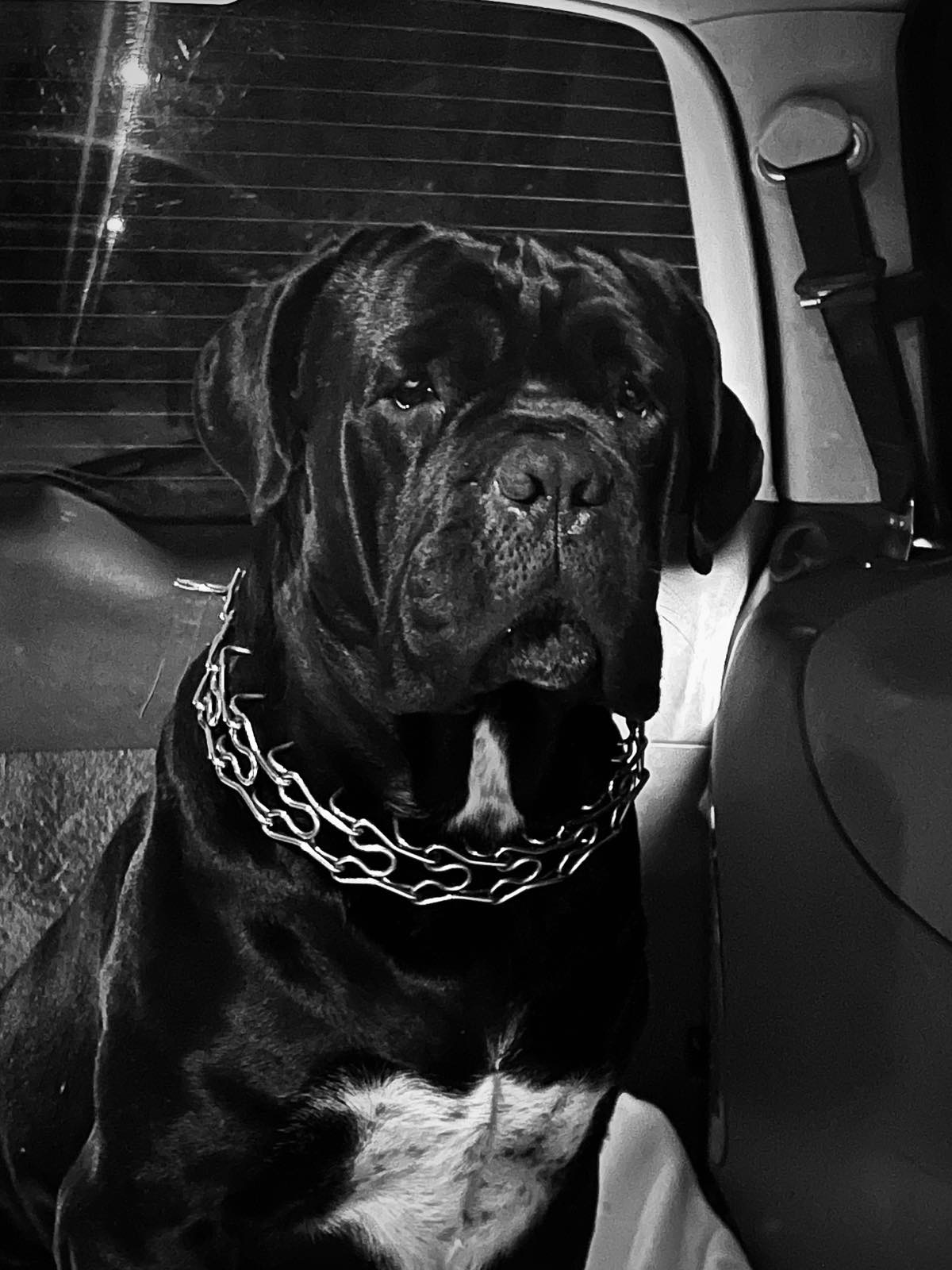 Цуценята Кане корсо