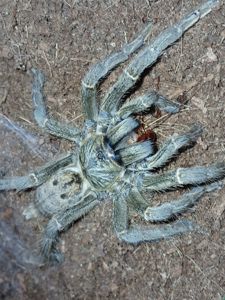 Pterinochilus lugardi