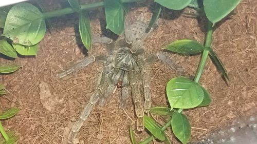 Pterinochilus lugardi