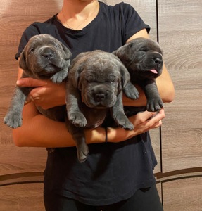 Цуценята Кане корсо