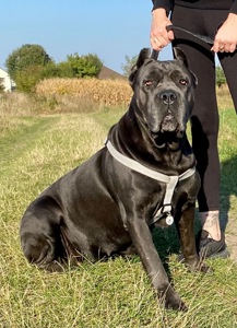 Цуценята Кане корсо