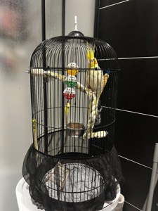 Ожерелова корелла з кліткою