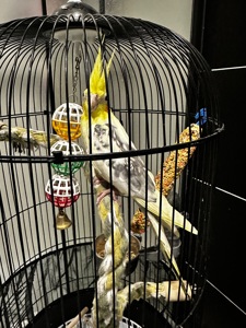 Ожерелова корелла з кліткою