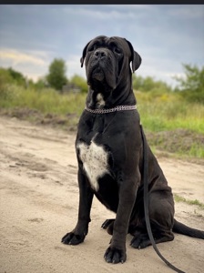 Цуценята Кане корсо