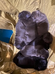 Цуценята Кане корсо