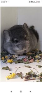 Шикарний хлопчик Ангора носій фіолету і сапфіру