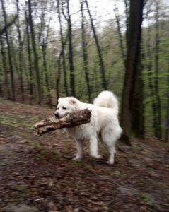 Аліментний хлопчик кавказької вівчарки від розплідника Star Escort