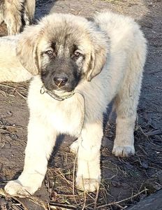 Аліментний хлопчик кавказької вівчарки від розплідника Star Escort