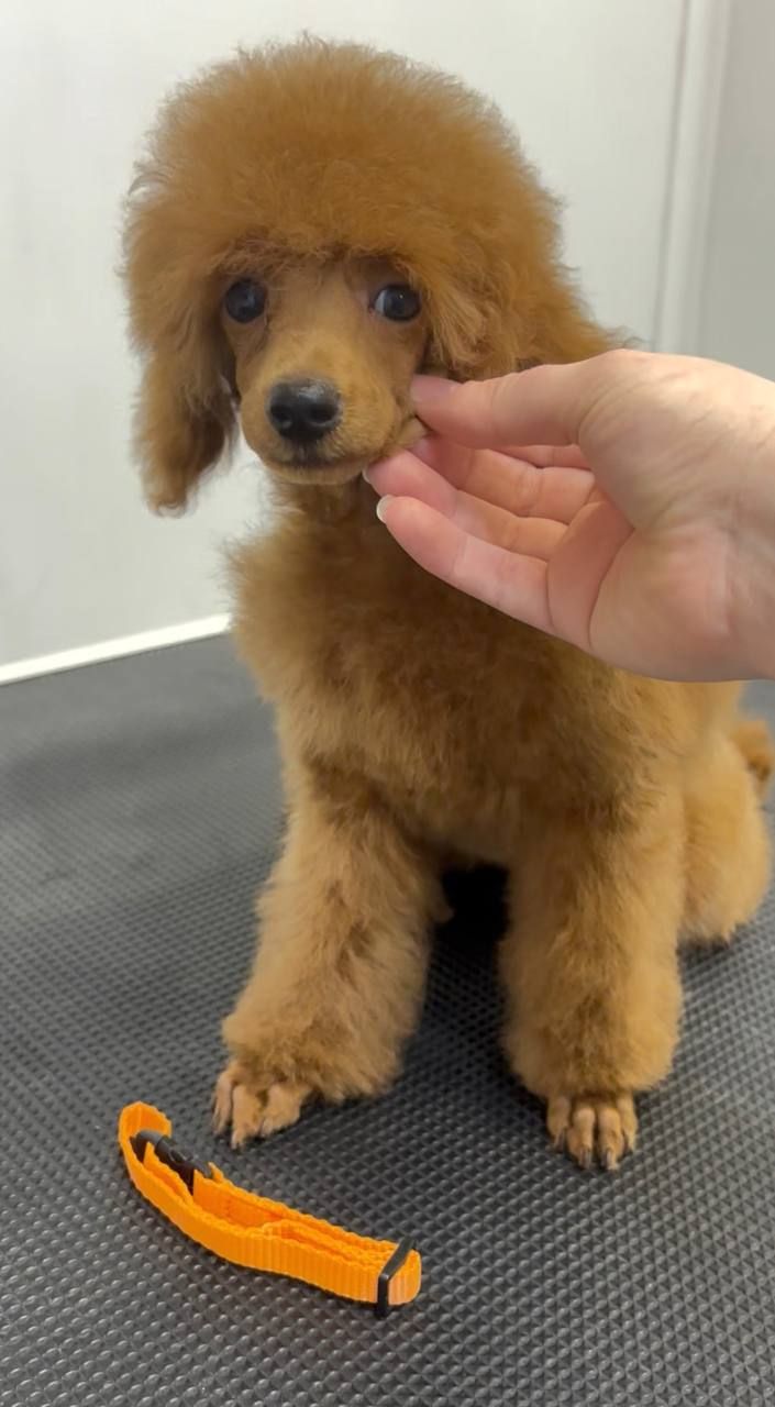 Той Пудель дівчинка, red