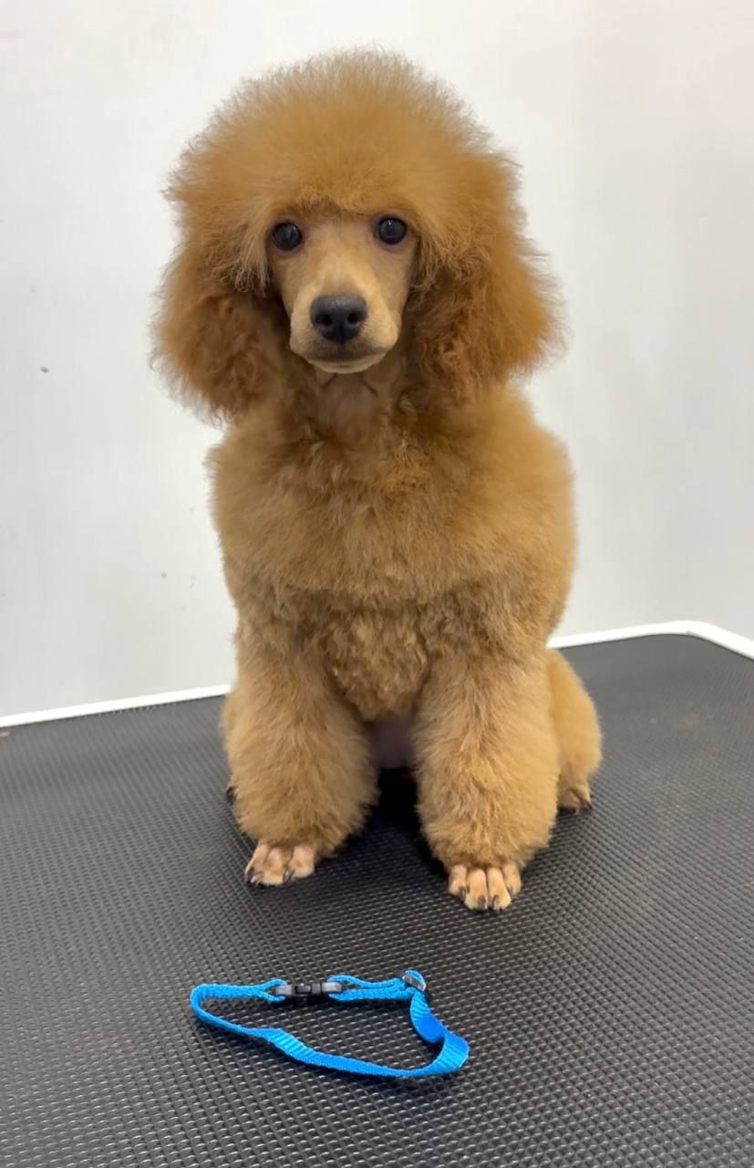 Той/Мініатюра червона дівчинка Пудель GRACE