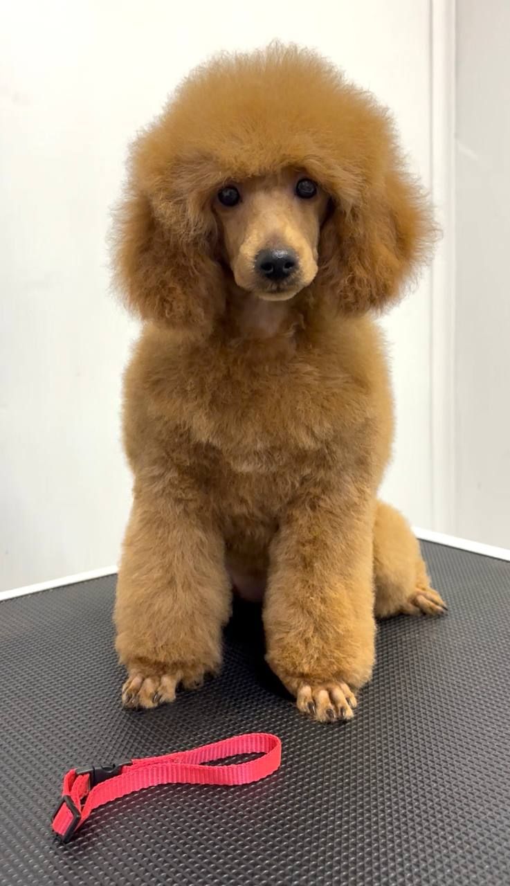 Пудель Той/Мініатюра червона дівчинка GWEN