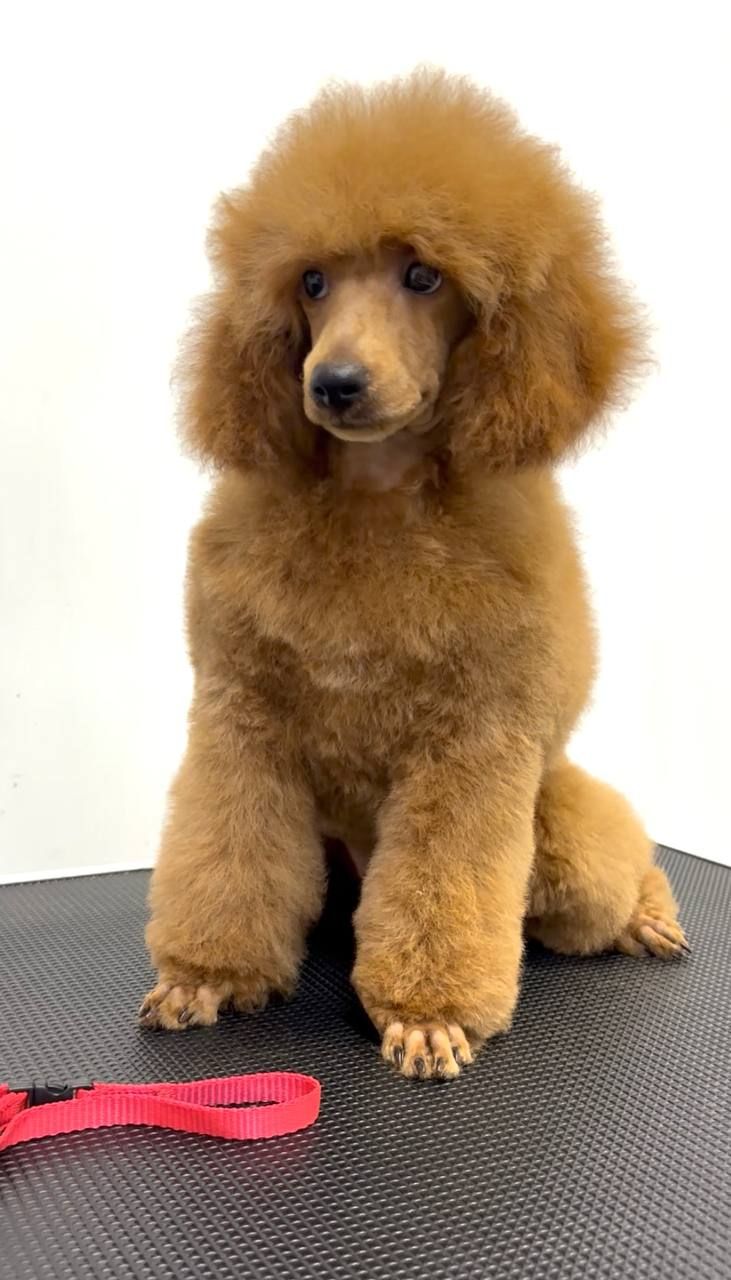 Пудель Той/Мініатюра червона дівчинка GWEN