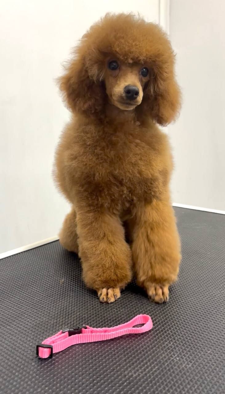 Пудель Той/Мініатюра, red дівчинка DIVA