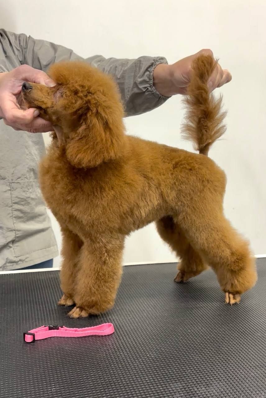 Пудель Той/Мініатюра, red дівчинка DIVA