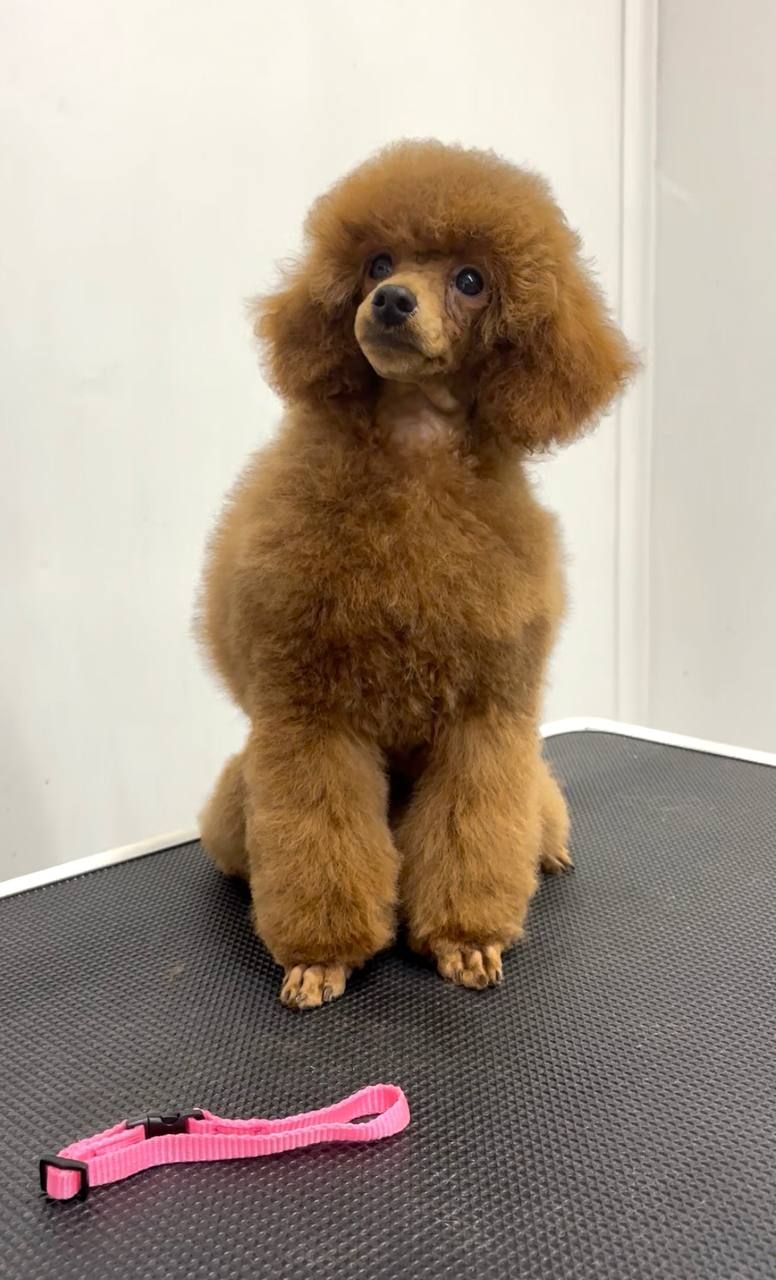 Пудель Той/Мініатюра, red дівчинка DIVA