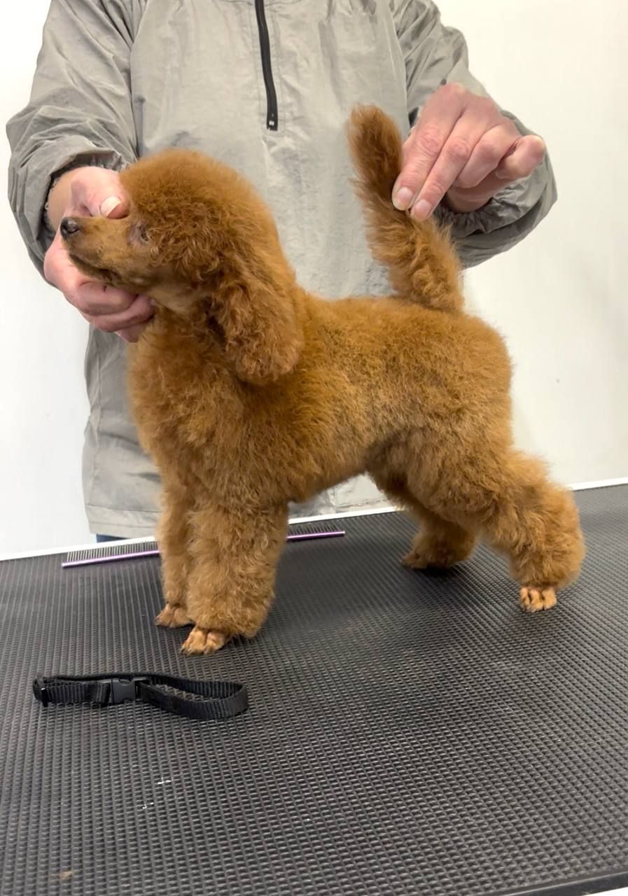 Пудель Той червона дівчинка