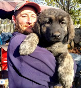 Цуценята від розплідника Star Escort великі костисті робочі