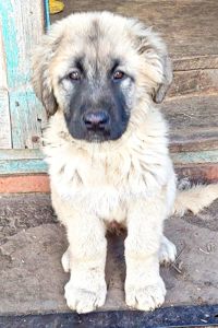 Цуценята від розплідника Star Escort великі костисті робочі