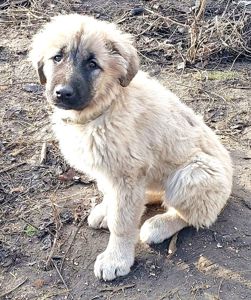 Цуценята від розплідника Star Escort великі костисті робочі